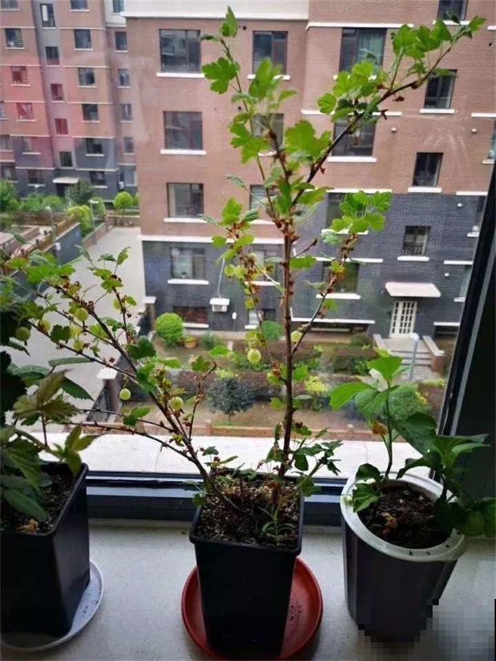 记忆中的灯笼果，买不到就自己种棵树苗，现摘现吃，新鲜又方便！