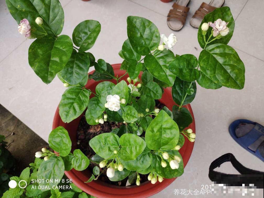 8种夏天扦插花，现在掐枝，下个月有花赏！