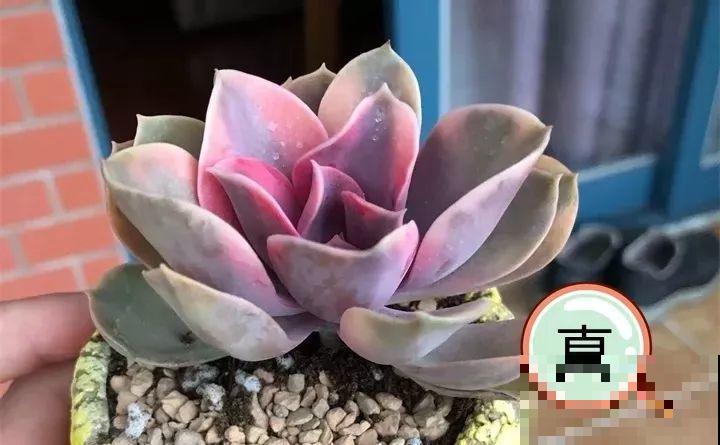 养了两个月的花，竟发现是假的？这些套路还真得摸清楚！