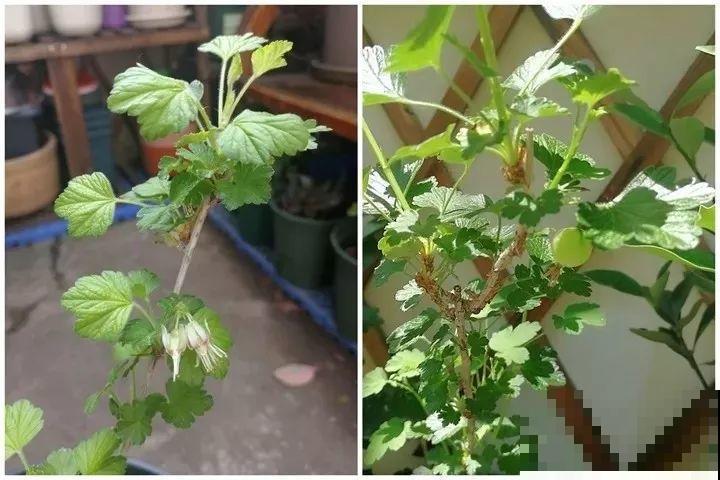 记忆中的灯笼果，买不到就自己种棵树苗，现摘现吃，新鲜又方便！