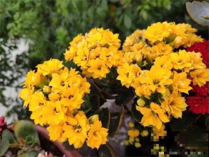 这20种花，一开就是上百天，阳台一年四季有花赏！