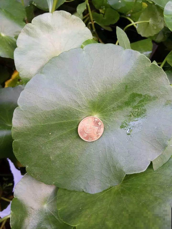 这10种“水桶花”，夏天得用大缸养，越浇水长得越疯狂！