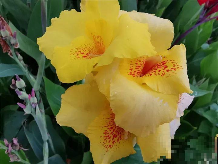 这10种“水桶花”，夏天得用大缸养，越浇水长得越疯狂！