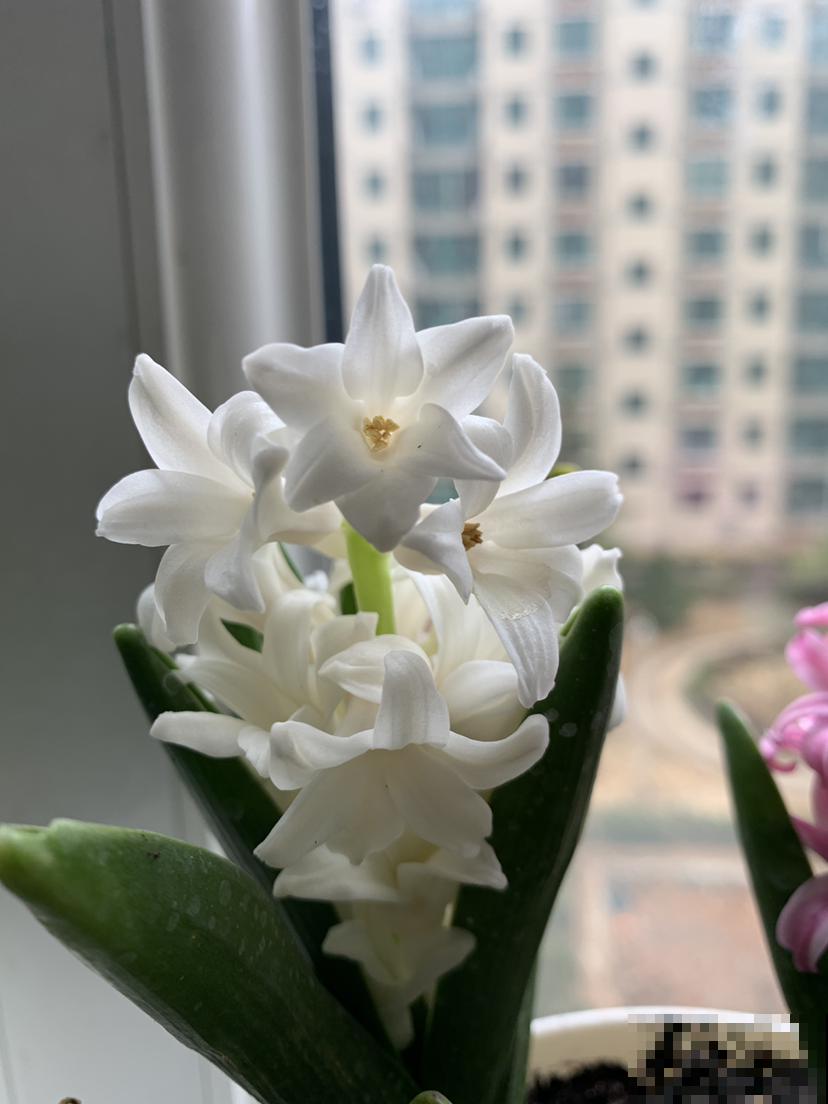 1种花扔水里就开花，比绿萝好养多了，现在种正合适