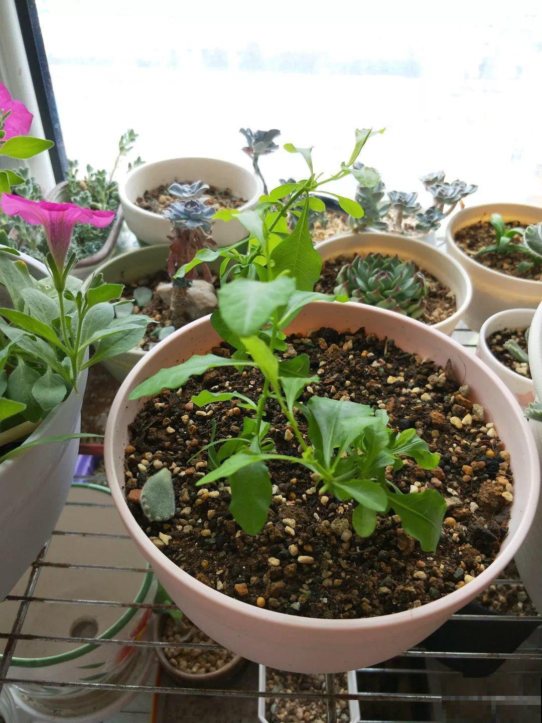 8种夏天扦插花，现在掐枝，下个月有花赏！