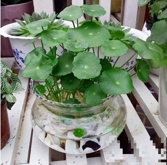常春藤叶子没光泽？用它兑水一喷，整个夏天绿油油！