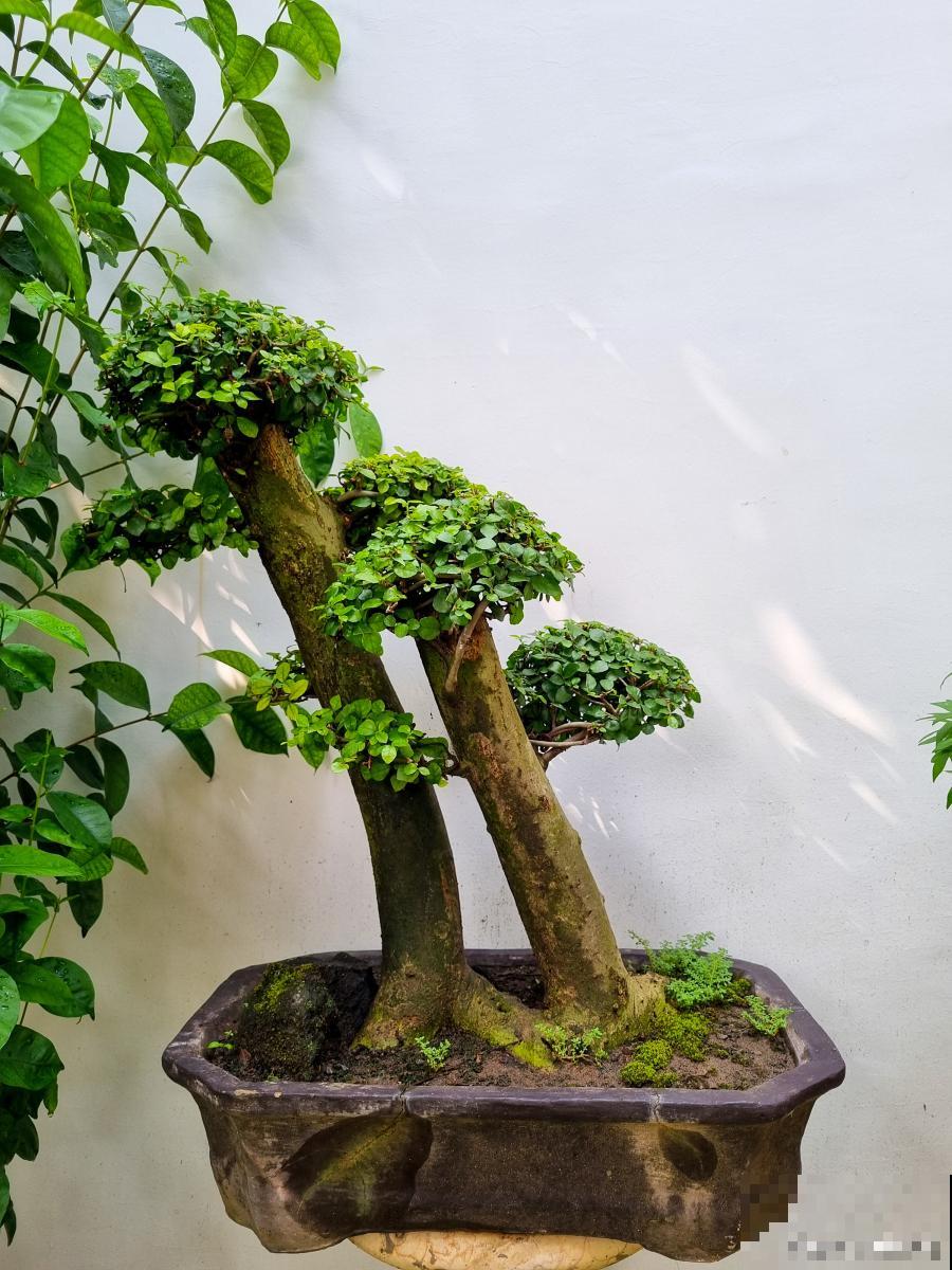 金弹子挂果后怎么浇水
