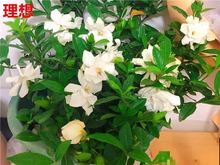 最难养的6种花，买一盆死一盆，想想都生气！
