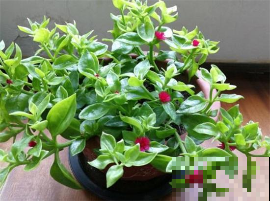 这几种吊兰，能开花能赏叶，摘把下来还能做菜吃！