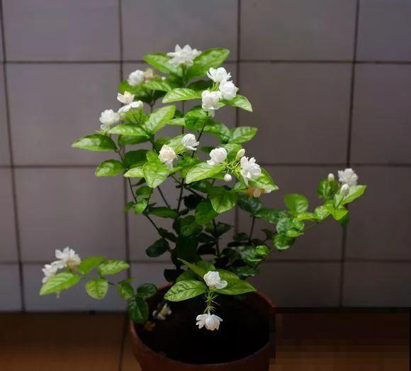 2滴废油倒盆里，花呼呼全开了，半年不用施肥！