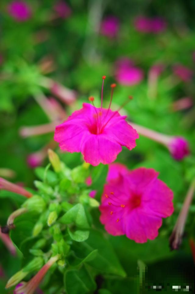 紫茉莉为什么傍晚开花