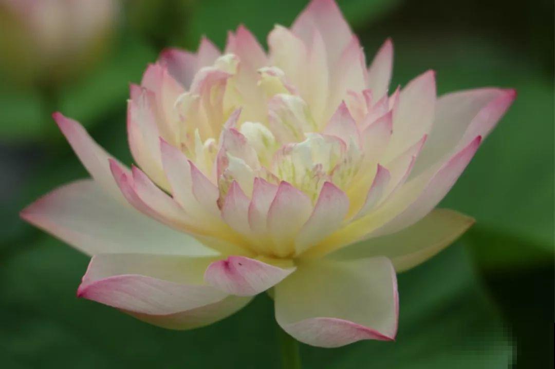 月季绣球看够了？夏天就要来盆碗莲，花美还好养！