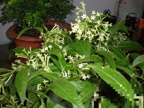 家里有小孩的，这几种花还是别养了，万一碰下可不是闹着玩的！