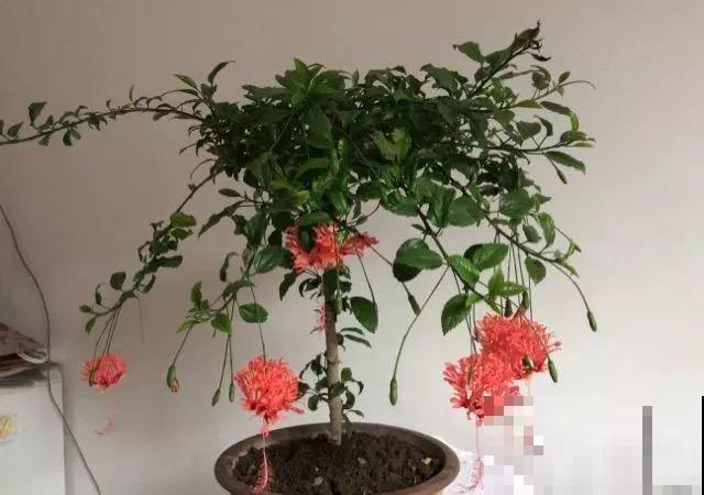 夏天就养这5种花，花开艳丽寓意好，喜气洋洋好运来！