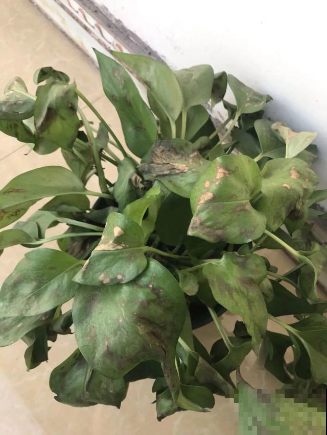 啤酒能不能浇花？这个还真不好说，要看怎么浇水！