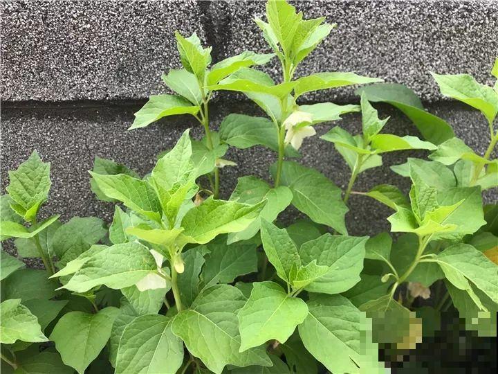长在“灯笼”里的果子，红彤彤比花还好看，小时候经常吃！