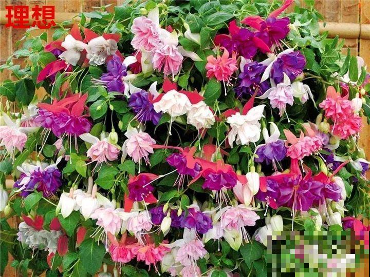 最难养的6种花，买一盆死一盆，想想都生气！