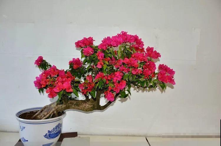夏天就得养这花，皮实耐热花期长，越晒开花越多！