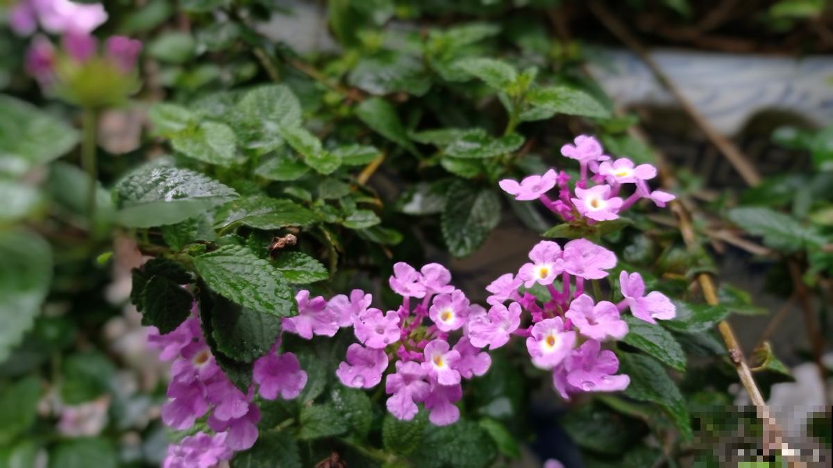 喜阴的花卉有哪些