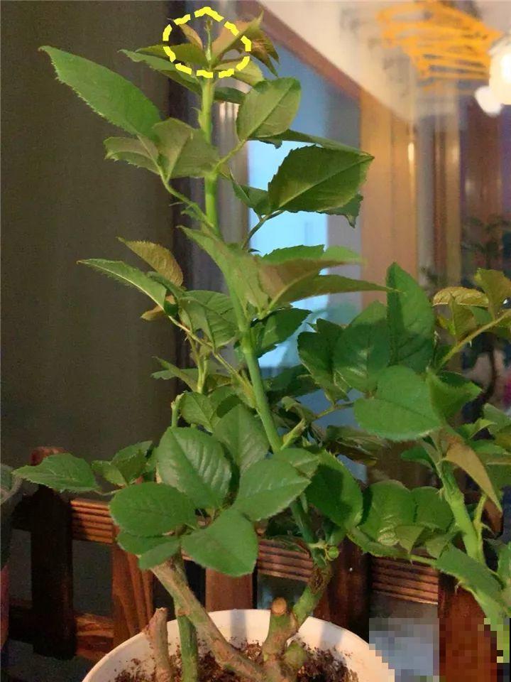 这肥劲儿真大，一小撮兑水里，10天花苞嘭嘭开！