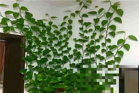 盛夏这么做，绿萝的黄叶枯叶飞速逃离，叶子比手掌大一倍！