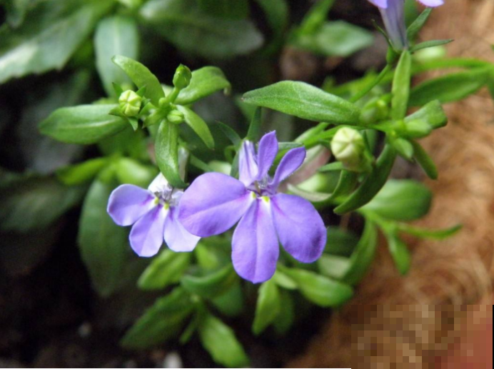 5种适合养在阳台上的花，清香驱蚊，摘片叶子还能泡水喝！