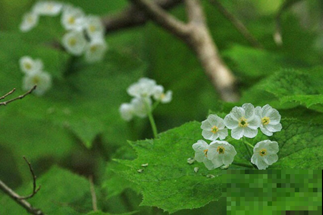 红花蓝花都养过，可你见过玻璃似的透明花吗，少有人见的森林精灵
