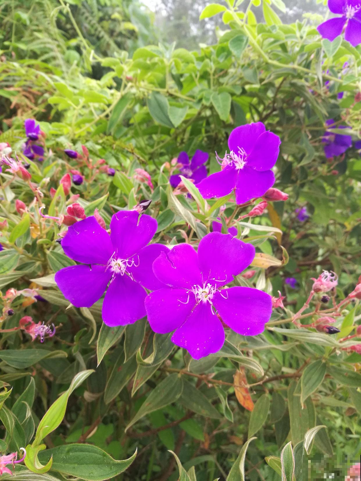 紫茉莉为什么傍晚开花