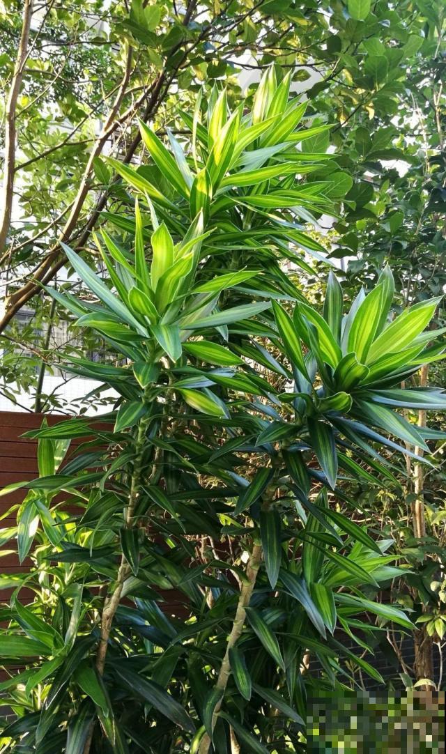 这种富贵竹，花像是荷花一样好看，一开就是2个月！