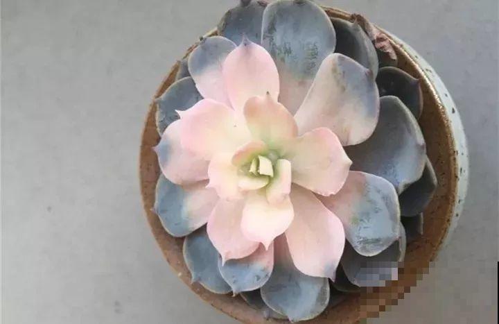 养了两个月的花，竟发现是假的？这些套路还真得摸清楚！