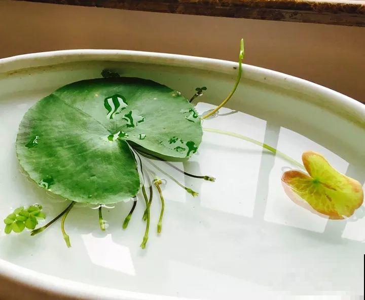 这10种“水桶花”，夏天得用大缸养，越浇水长得越疯狂！