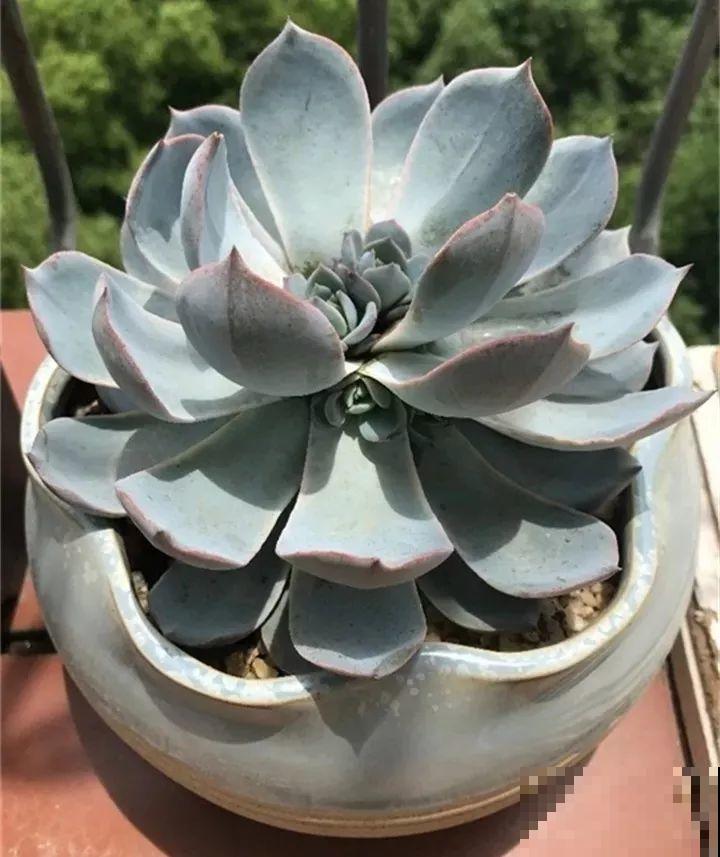 养了两个月的花，竟发现是假的？这些套路还真得摸清楚！