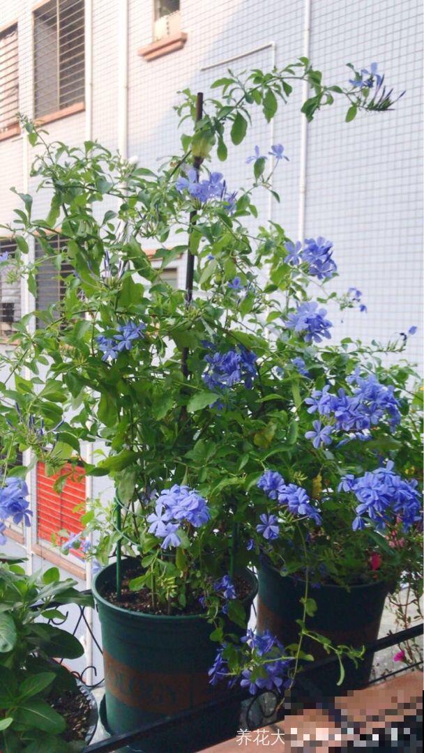 8种夏天扦插花，现在掐枝，下个月有花赏！