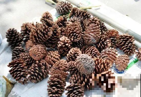 2滴废油倒盆里，花呼呼全开了，半年不用施肥！