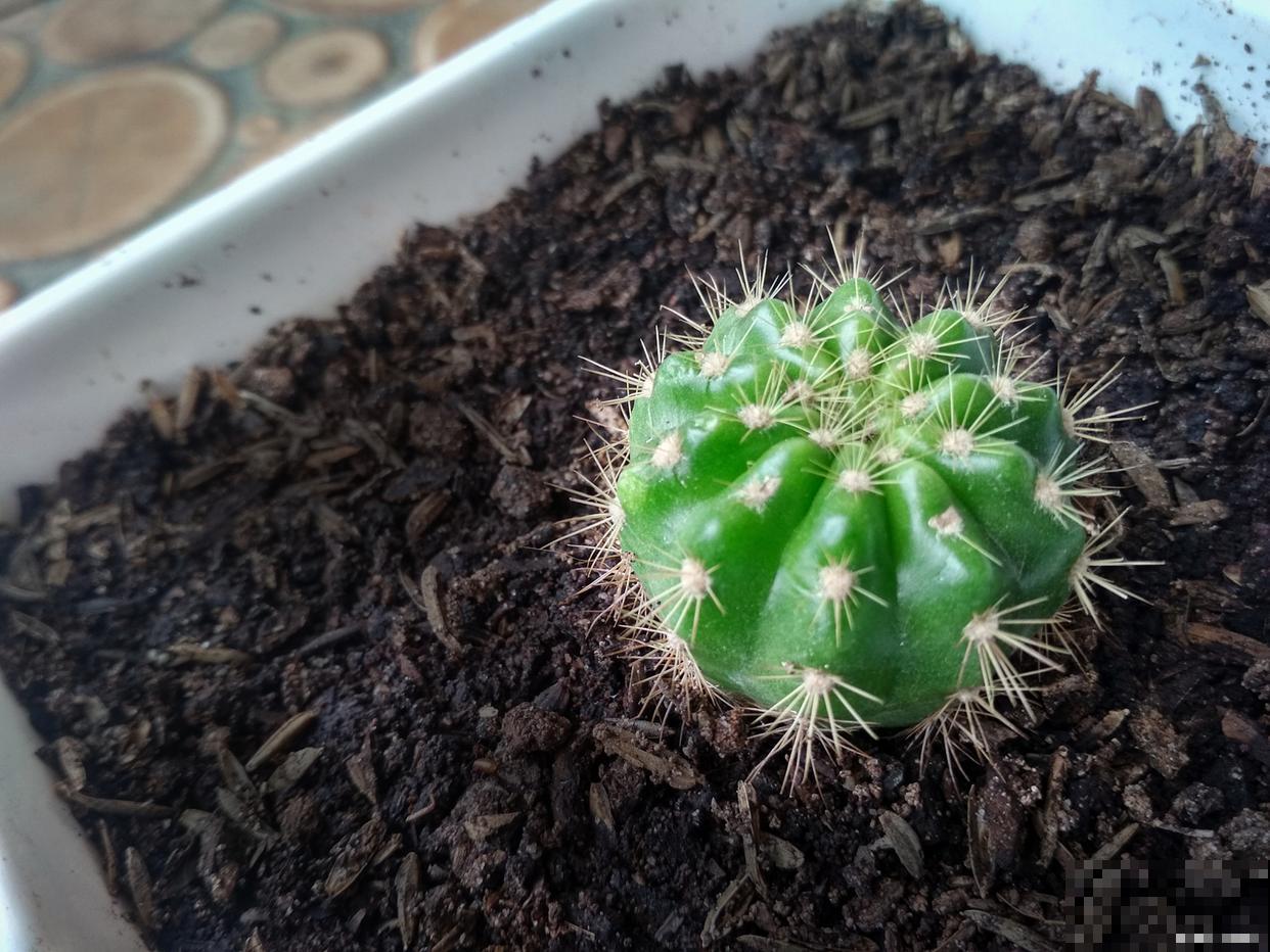 仙人掌的生长过程