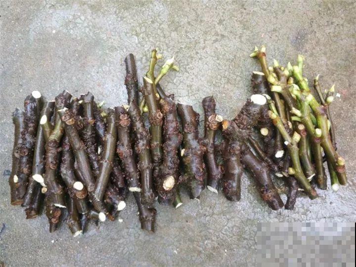 百香果、无花果，自己在家就能种，1根枝结3斤果！