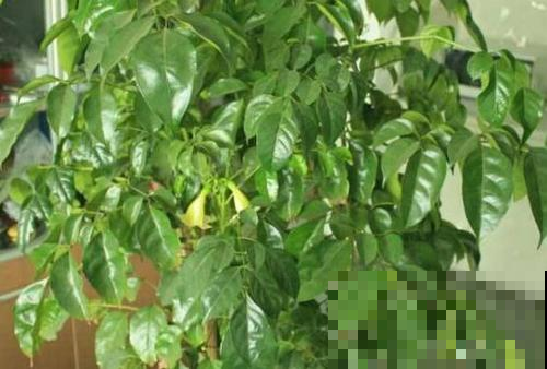 幸福树一到夏天就“脱发”，再不“折腾”一下，最后真成光杆了！