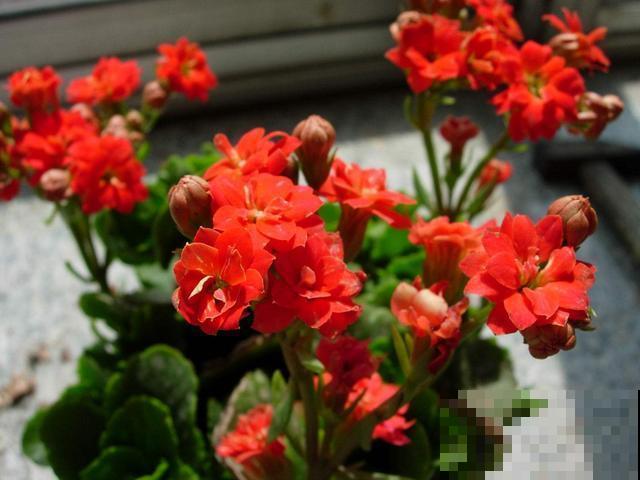 这花便宜还好养，吊兰绿萝都比不过，一开花满屋飘香！