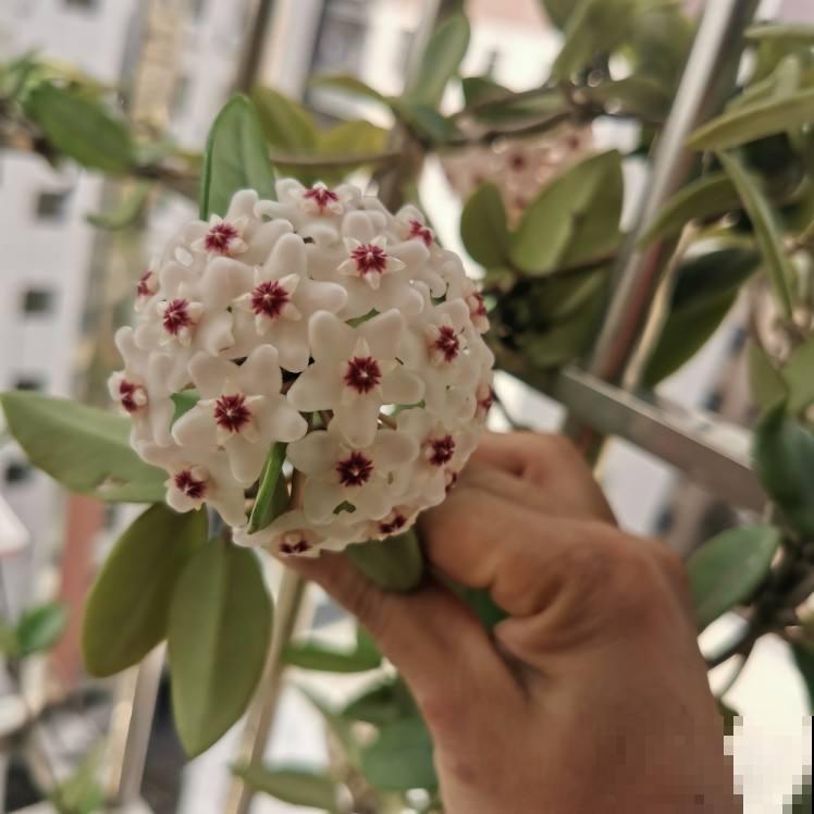 家里没光照，就养一盆球兰，开花满屋香味，叶子健康黑黝黝