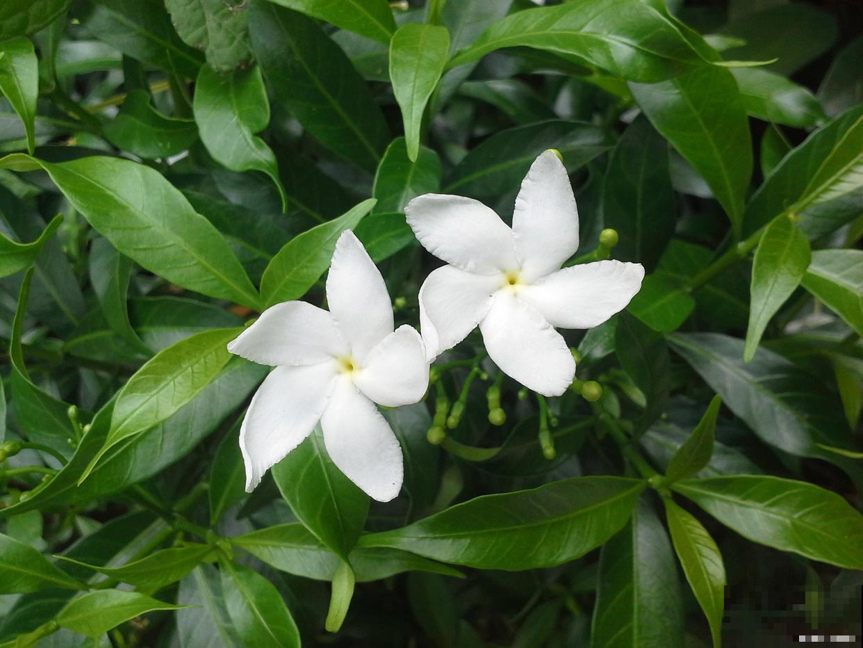 小叶栀子花怎么养家庭养法