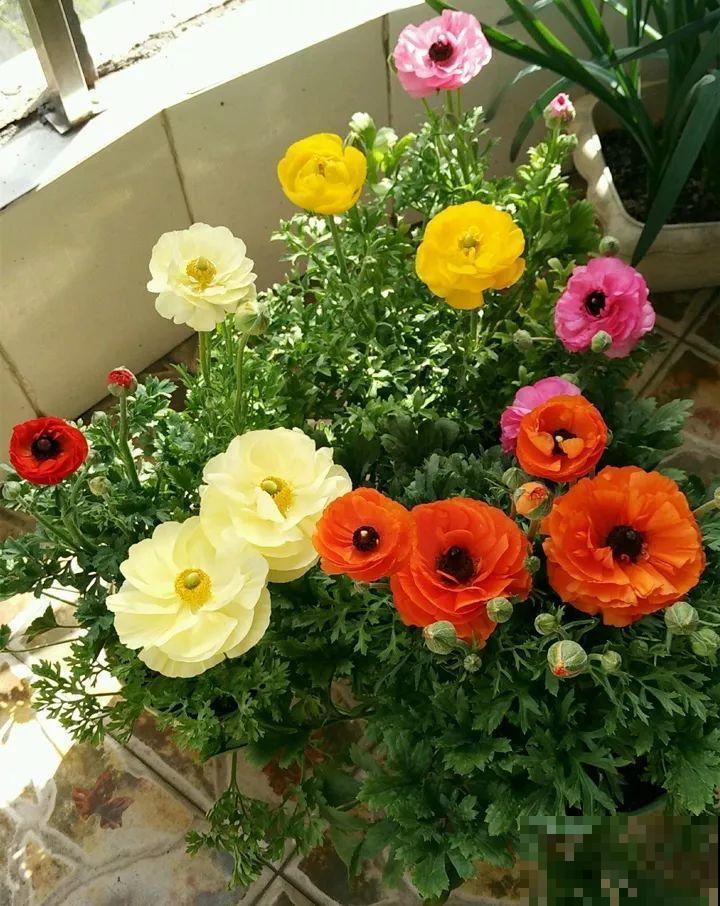 外国人的牡丹花，一盆能开28朵，花比拳头还大！