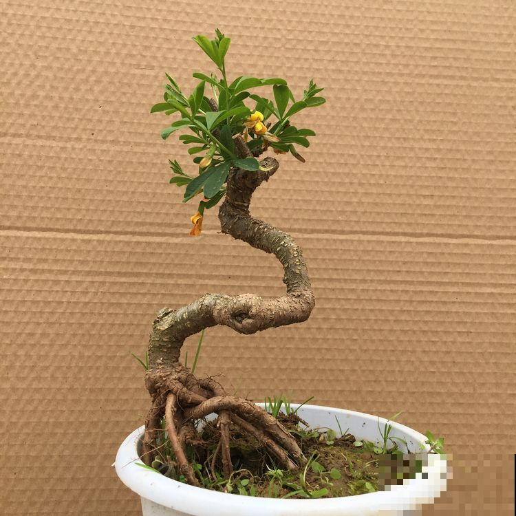 谁说盆景不好养？野山挖个这种烂树根，栽盆里档次飙升！