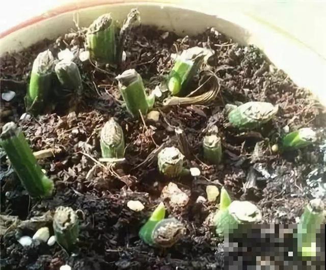 这4种花，想要度夏就得剪，新枝猛蹿，呼呼长成小瀑布！
