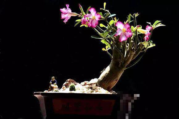 这花就得穷养，盆越小水越少，根壮侧芽才会多！
