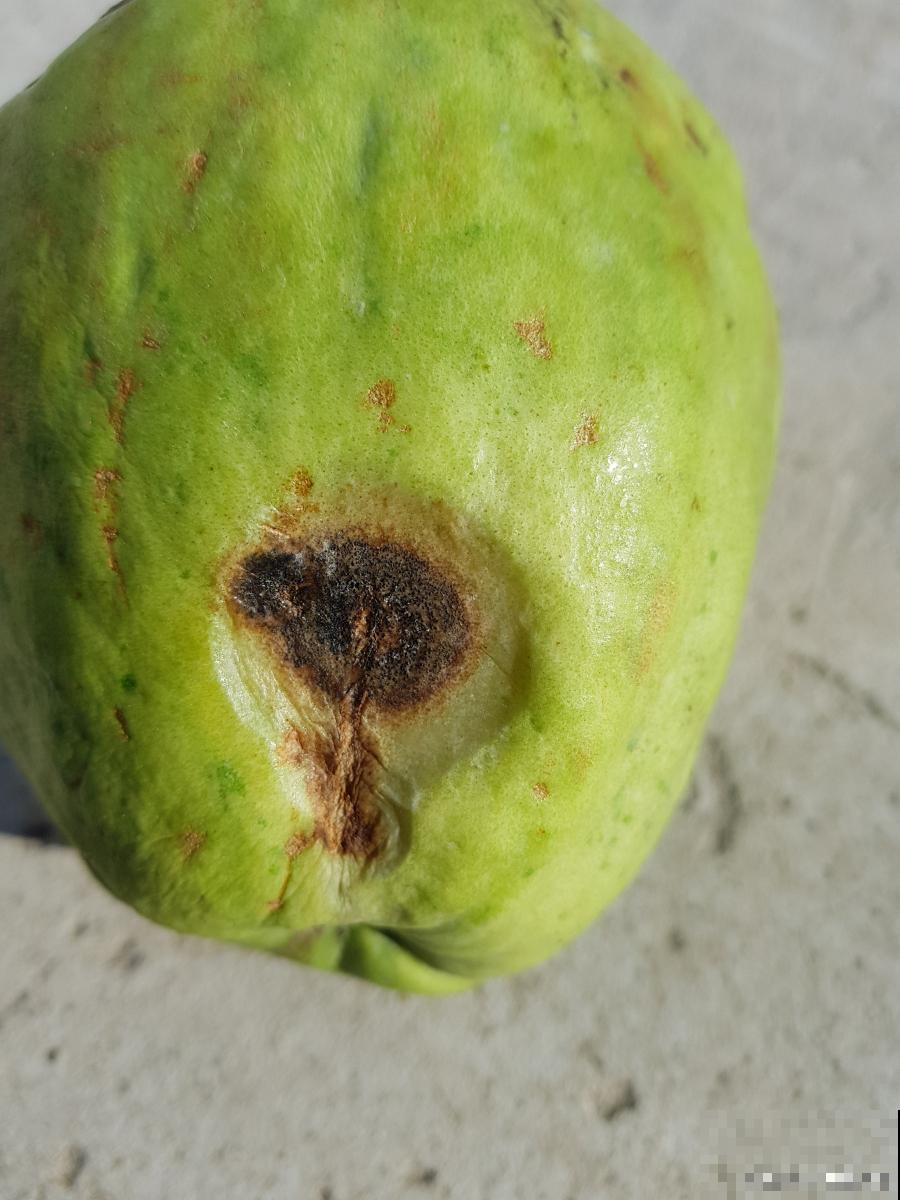 植物炭疽病什么症状
