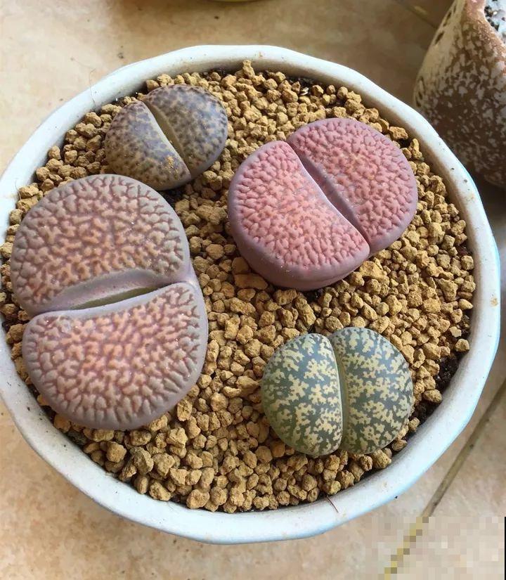 生石花个头虽小，可年年都在长，忍住别掰，一次冒出7个头！