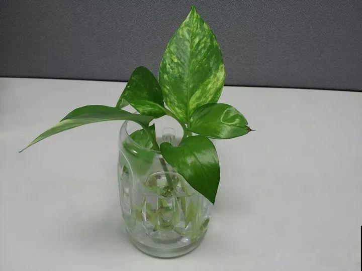 这花就得穷养，盆越小水越少，根壮侧芽才会多！
