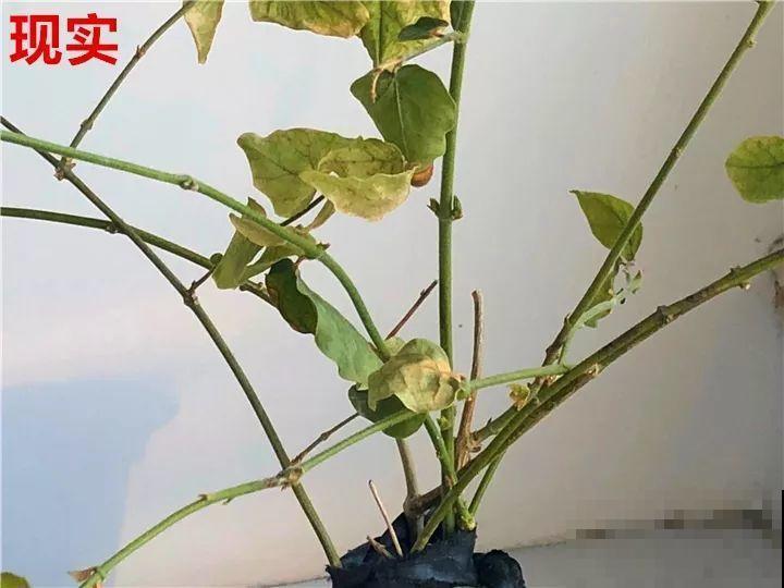 最难养的6种花，买一盆死一盆，想想都生气！
