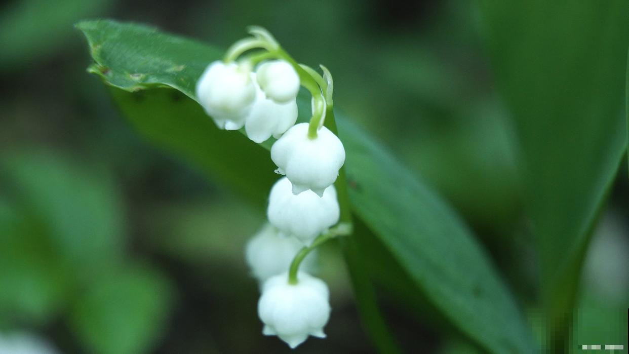 铃兰花的种植方法