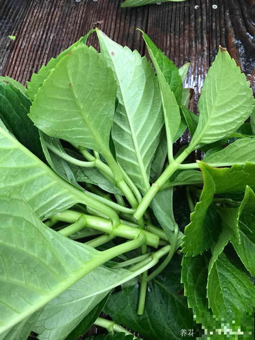 8种夏天扦插花，现在掐枝，下个月有花赏！